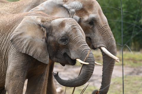Afrikanische Elefanten sind in ihrem Außengehege im Opel-Zoo unterwegs. Im Sommer 2025 soll es Nachwuchs geben. (Archivbild)