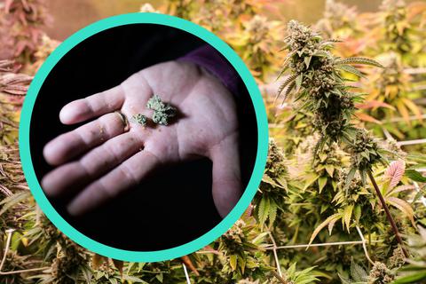 Ein Mann hält getrocknete Cannabis Blüten in der Hand, dazu erntereife Cannabispflanzen in einem Aufzuchtzelt. (Bildcollage) Mit der Legalisierung von Cannabis ändern sich auch die Gesetze zum Kaufen von Cannabis.