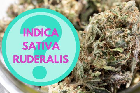 Cannabis-Sorten: Unterschiede Zwischen Indica, Sativa & Ruderalis